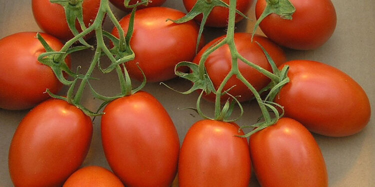 plum tomat, tomat roma