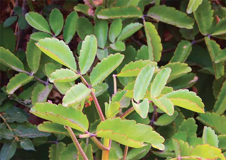 Life Plant Benefits and Use in Recipes