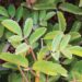 Life Plant Benefits and Use in Recipes